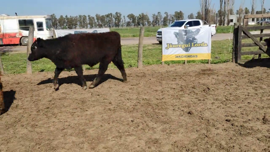 Lote 115 Terneros en Brandsen, Buenos Aires