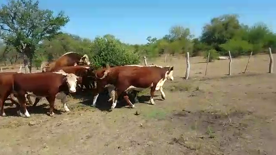 Lote 74 Novillitos en Federal, Entre Ríos