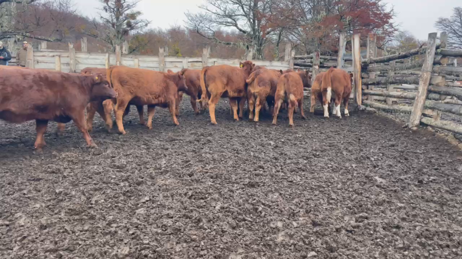 Lote 55 Ternera en Coyhaique, XI Región Aysén