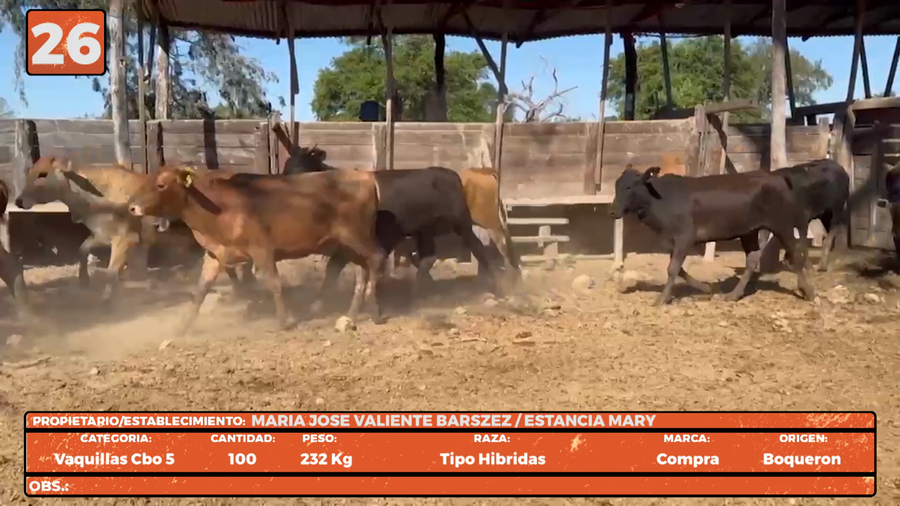 Lote LOTE 26