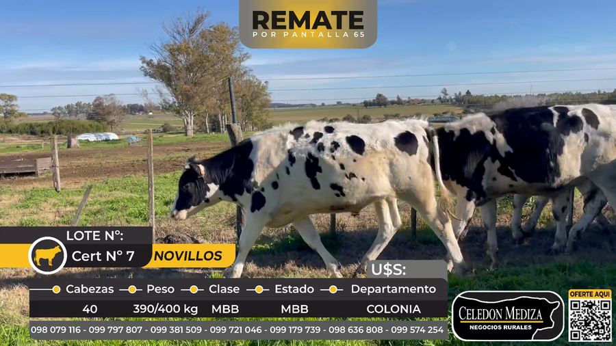 Lote 40 Novillos  en Colonia