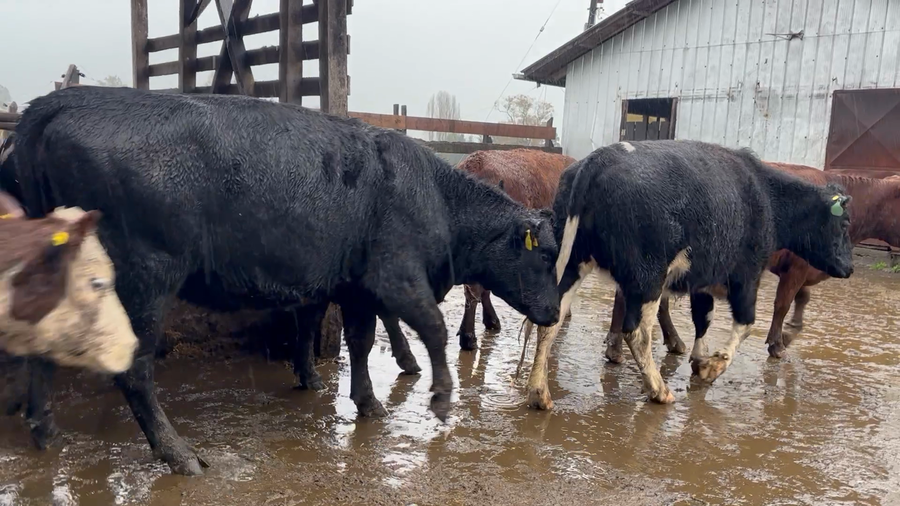 Lote 21 Vaquilla Engorda en Osorno, X Región Los Lagos
