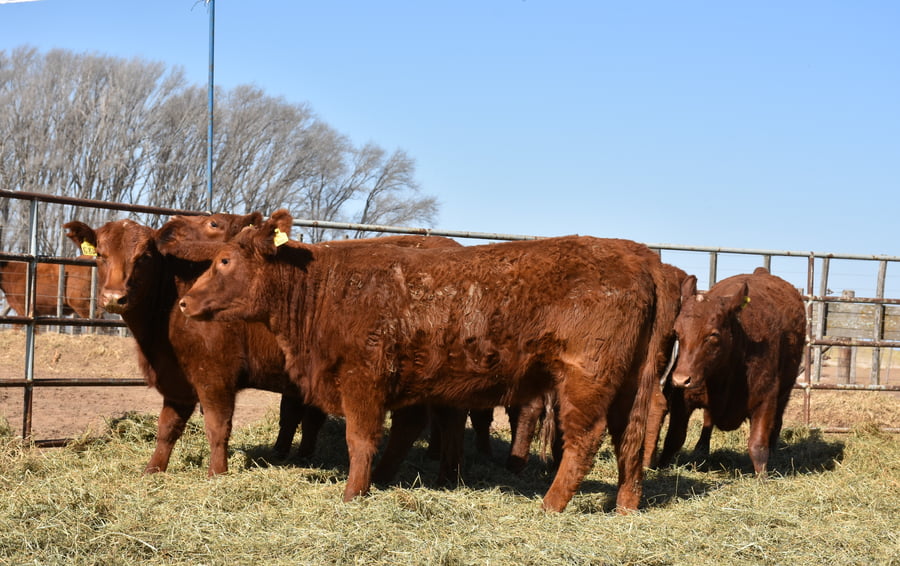 Lote VAQUILLONAS MAS CON GARANTÍA DE PREÑEZ (Corral 13)