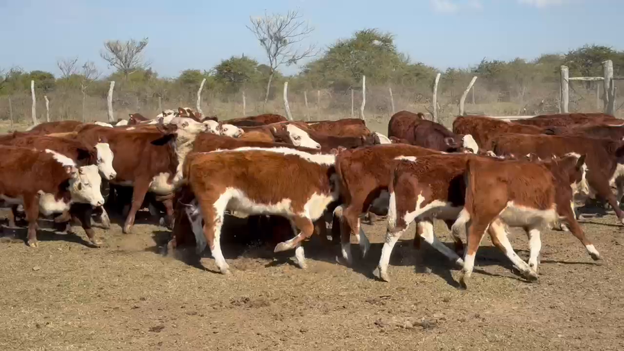 Lote 125 Terneras en Corrientes, Mercedes