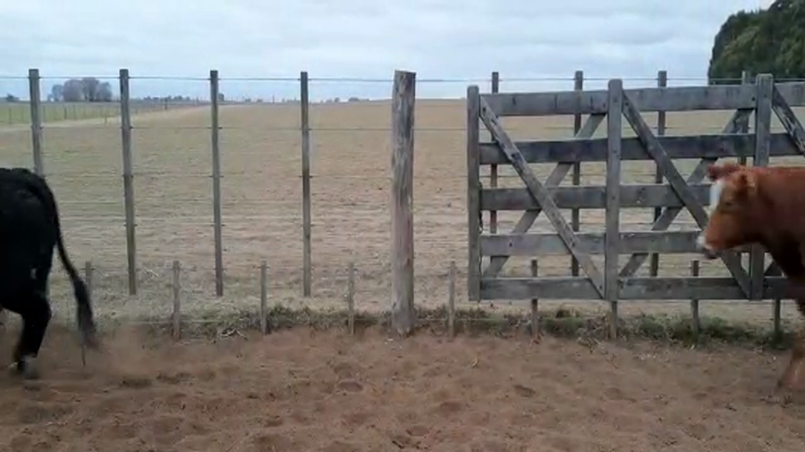 Lote 35 Vacas CUT preñadas en Buenos Aires, Pellegrini