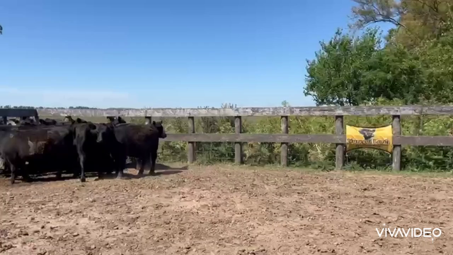 Lote 14 Vaquillonas P/ entorar