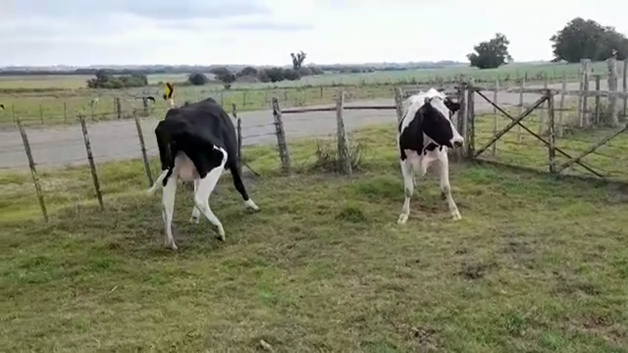 Lote VACAS INDUSTRIA