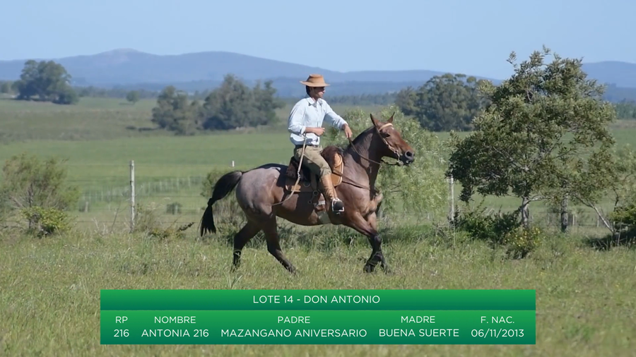 Lote Antonia 216