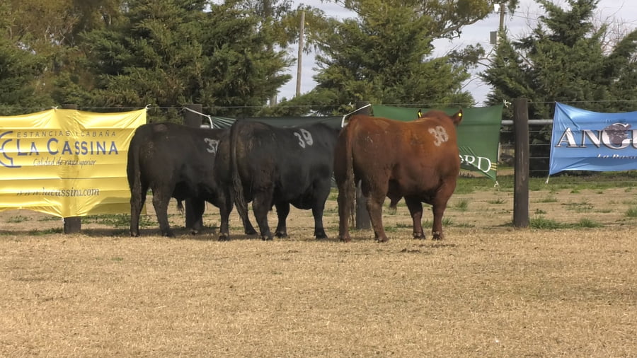 Lote TOROS ANGUS PUROS CONTROLADOS