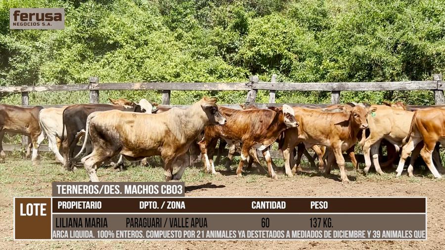 Lote LOTE 10