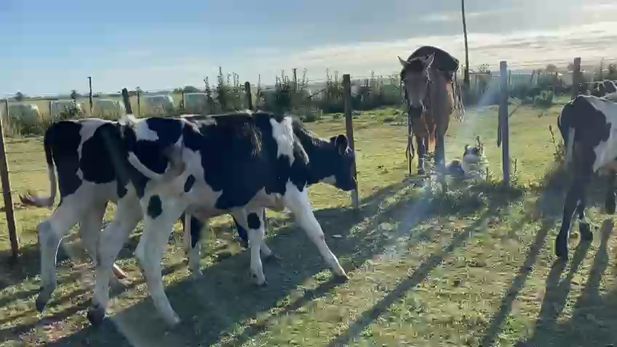 Lote 10 Terneros Holando