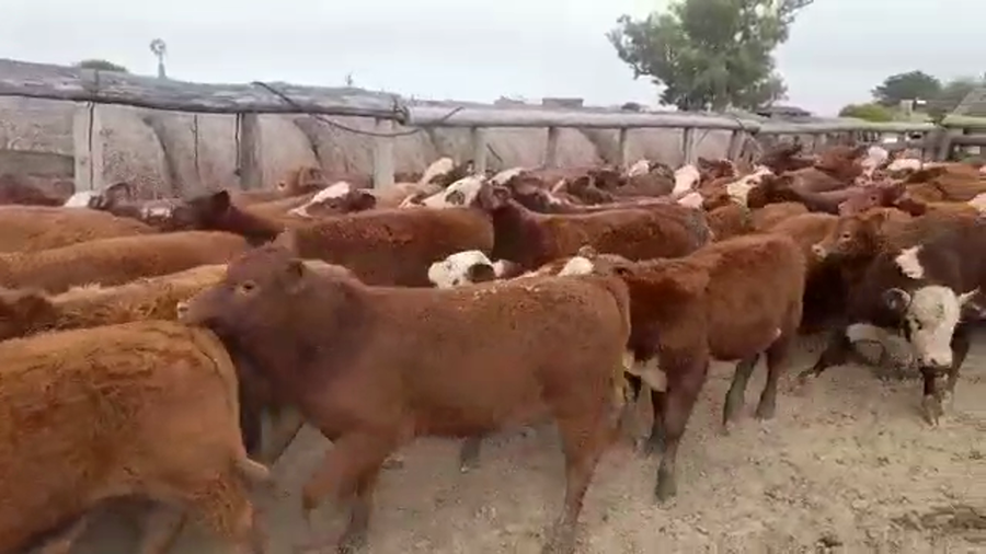 Lote 62 Terneros/as en Gualeguay, Entre Ríos