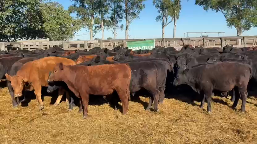Lote 82 Novillitos en San Salvador - ER