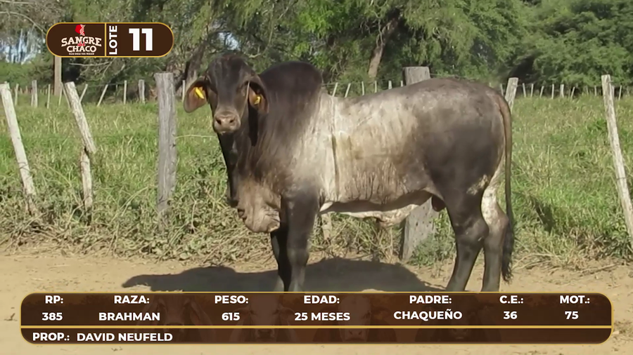 Lote Lote 11