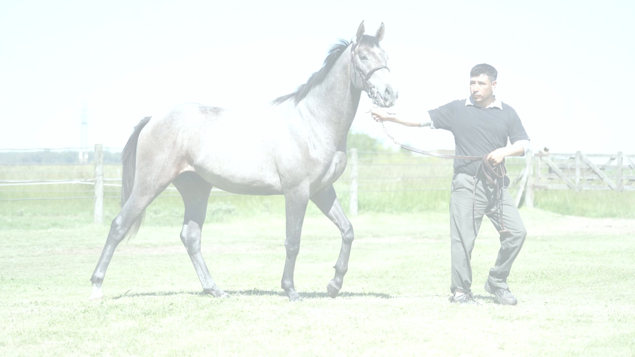 Lote FILOSO NIK (NICODEMUS -  FILIS PARADE)