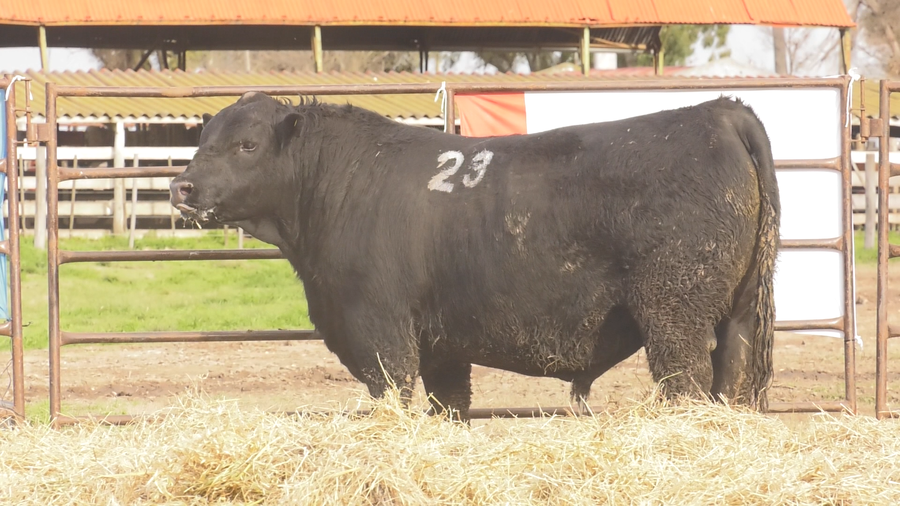 Lote TOROS ANGUS NEGROS  PC