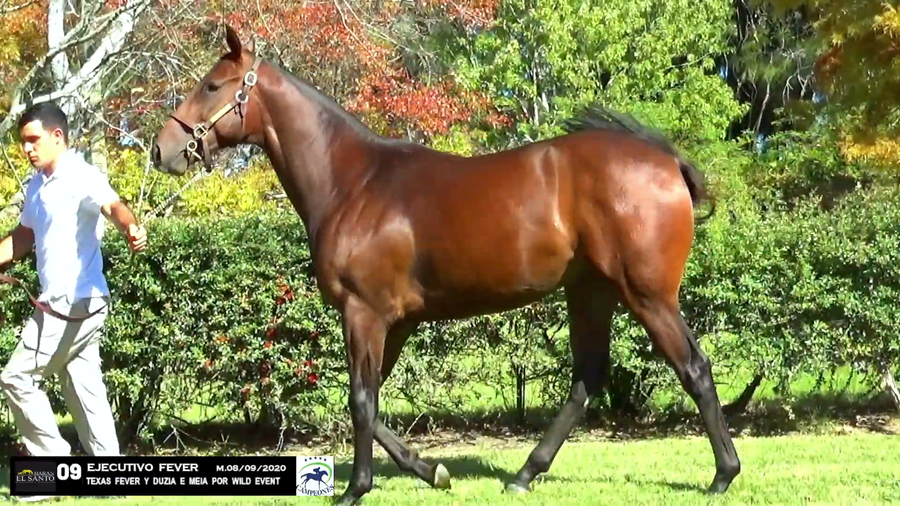 Lote EJECUTIVO FEVER