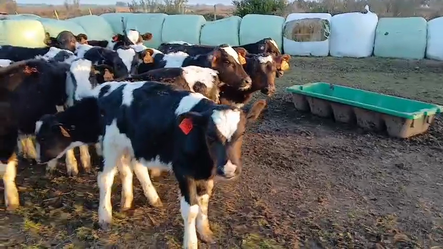 Lote 24 Terneros a remate en Pantalla Camy, San José