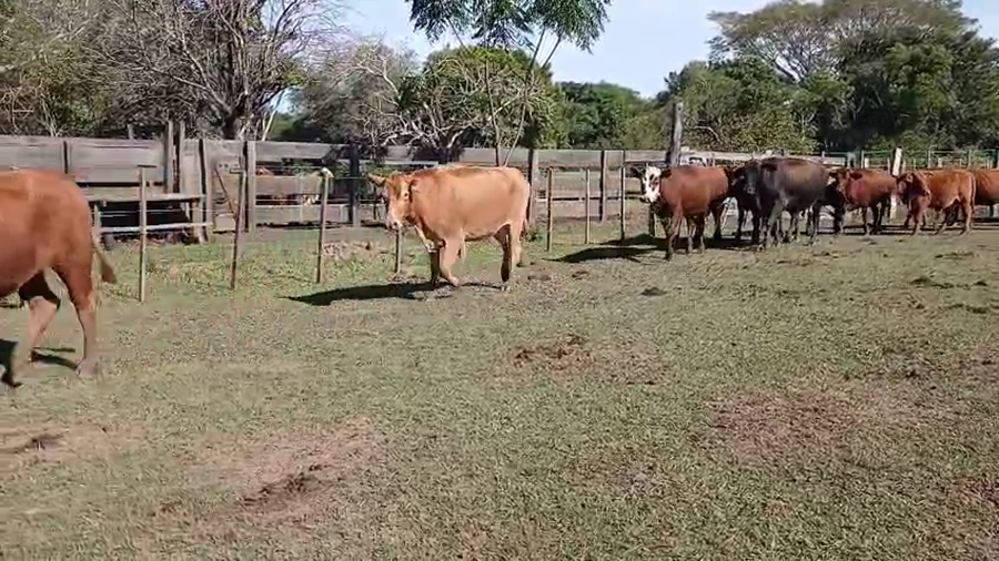 Lote 55 Vacas C/ gtia de preñez