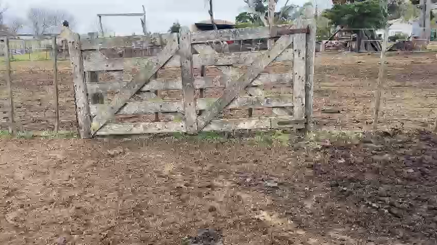 Lote 195 Vacas nuevas C/ gtia de preñez en Ayacucho, Buenos Aires