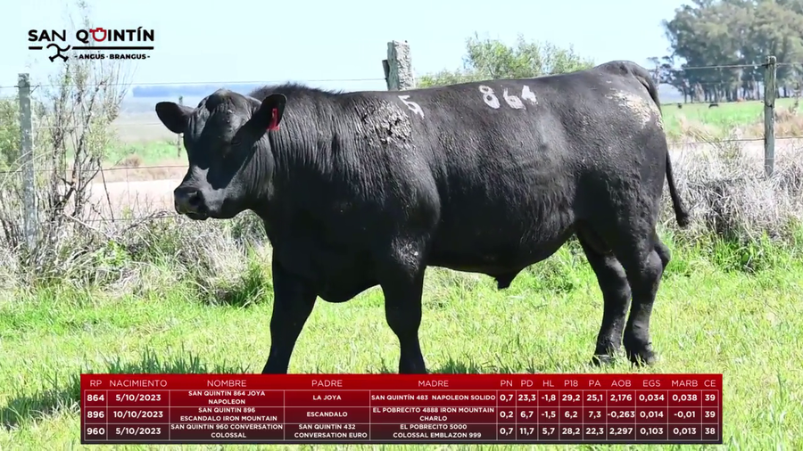 Lote LOTE 5 - ABERDEEN ANGUS PI