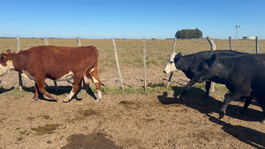 Lote 45 Vacas de invernar en Entre Ríos, Los Conquistadores