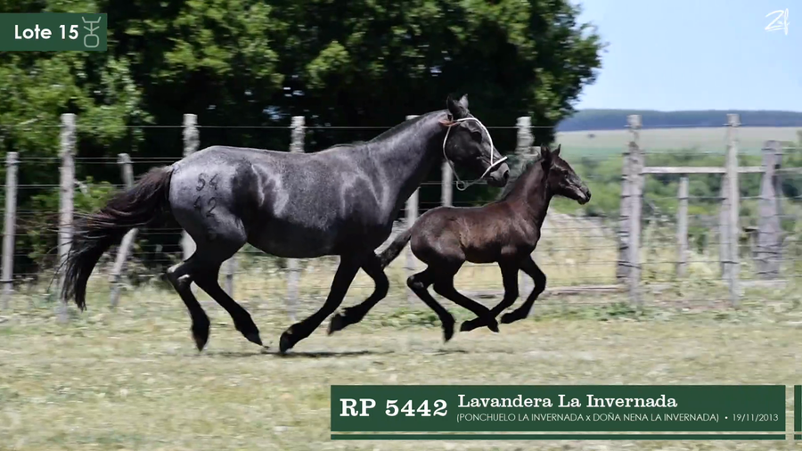 Lote Lavandera La Invernada