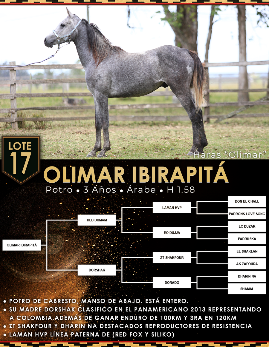 Lote OLIMAR IBIRAPITÁ