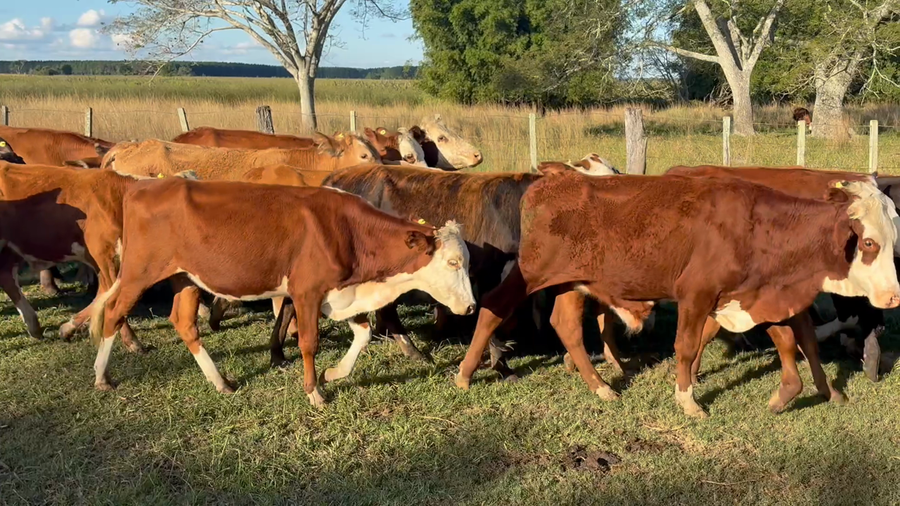 Lote 30 Novillos en Corrientes, Concepción