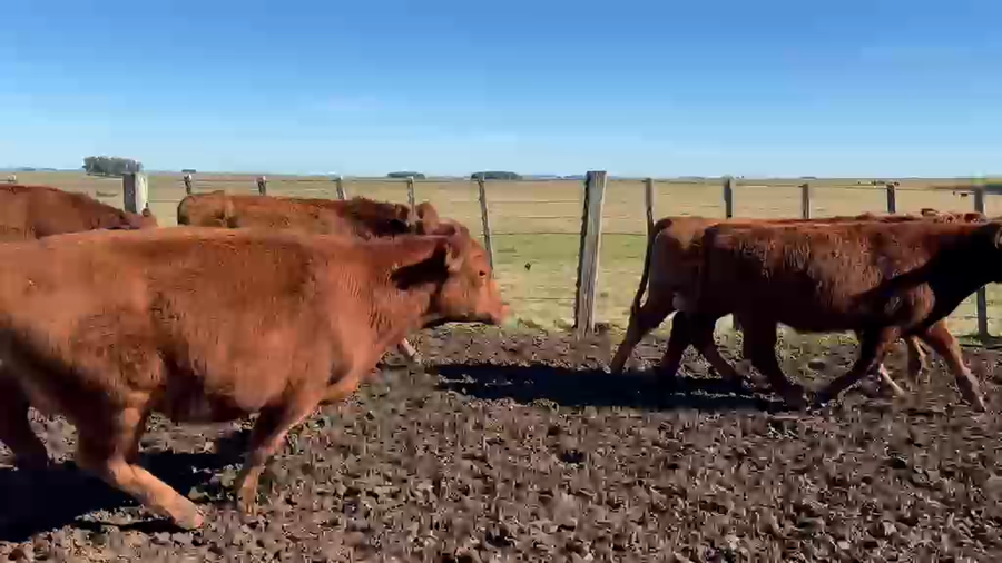 Lote 37 Novillos a remate en Feria General - Cardozo Negocios Rurales 360kg - , Rivera