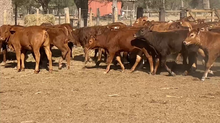 Lote 140 Terneras en Laguna Yema, Formosa