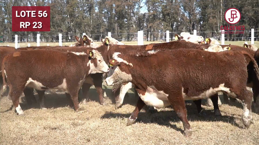 Lote VAQUILLONA PR PREÑADA PARICIÓN PRIMAVERA