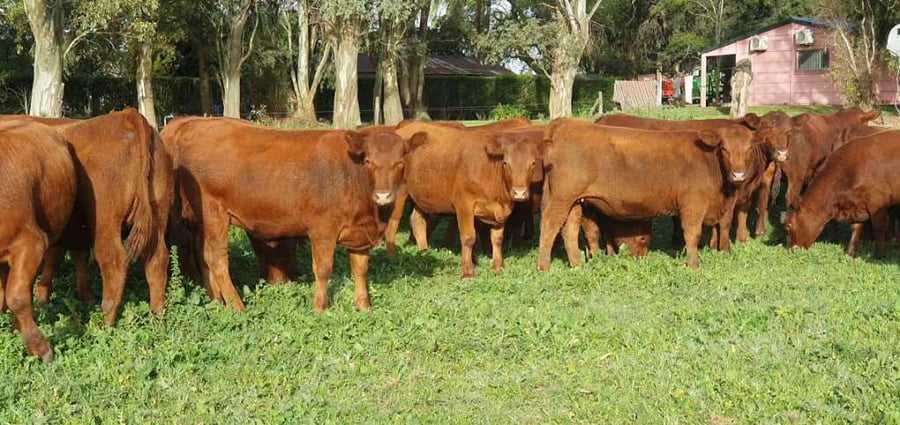 Lote 57 Vaquillonas en Tandil, Buenos Aires