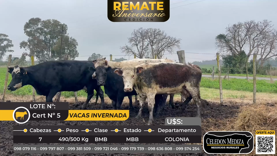 Lote 7 Vacas de Invernada en Colonia