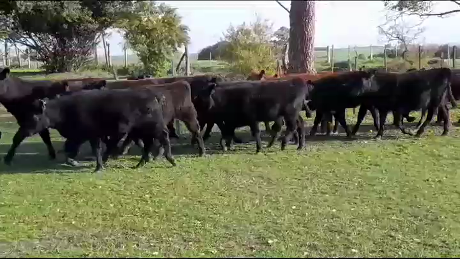 Lote (Vendido)16 Terneras ANGUS a remate en #37 Pantalla Carmelo 230kg -  en CAÑADA NIETO