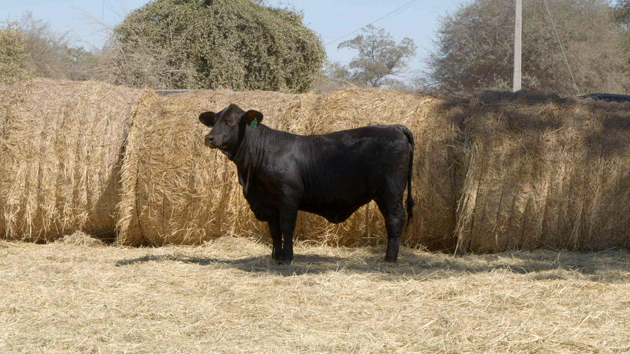 Lote HEMBRAS Remate Nucleo Genbra