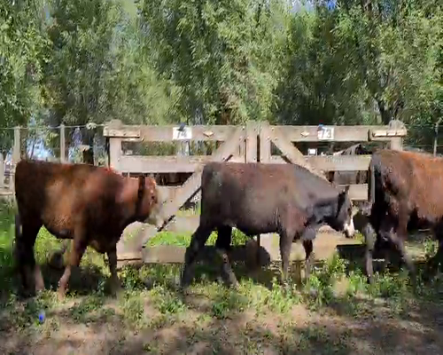 Lote 54 Novillitos en Gral. Lamadrid, Buenos Aires