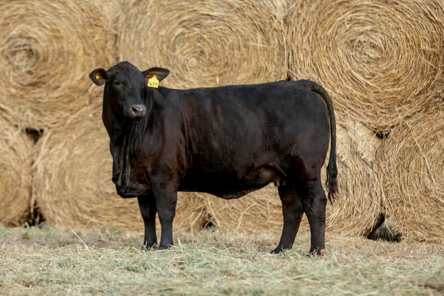 Lote Reproductores Altohondo - Lote 3