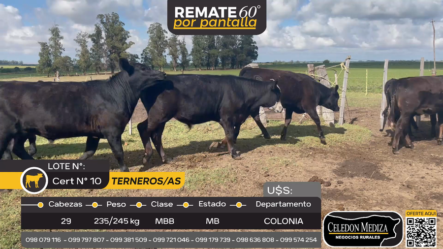 Lote 29 Terneros y Terneras en Martín Chico, Colonia