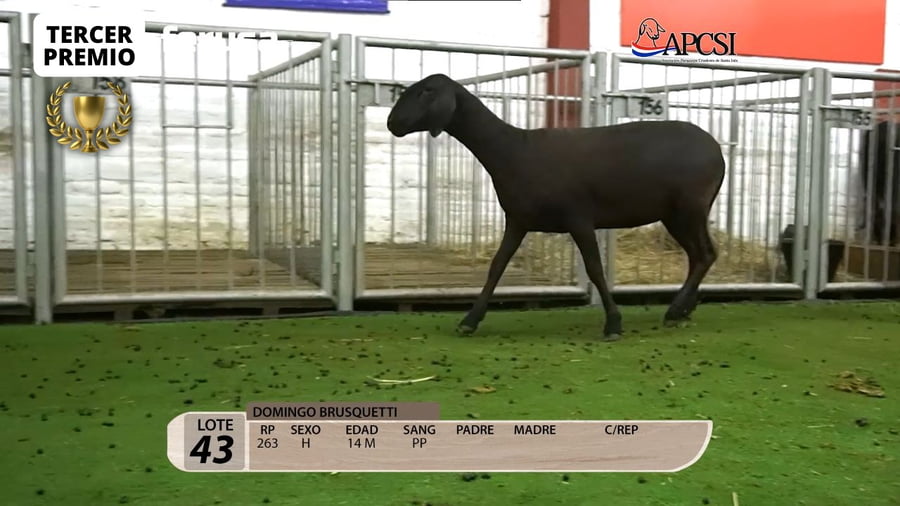Lote Nacional Santa Inés Campo - Lote 43