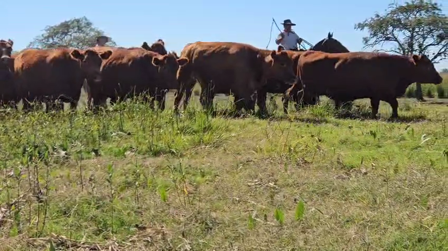 Lote 57 Vaquillonas C/ gtia de preñez en Corrientes, Sauce