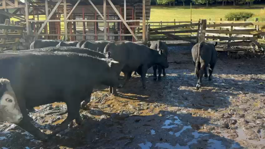 Lote 24 Novillo Engorda en Coyhaique, XI Región Aysén