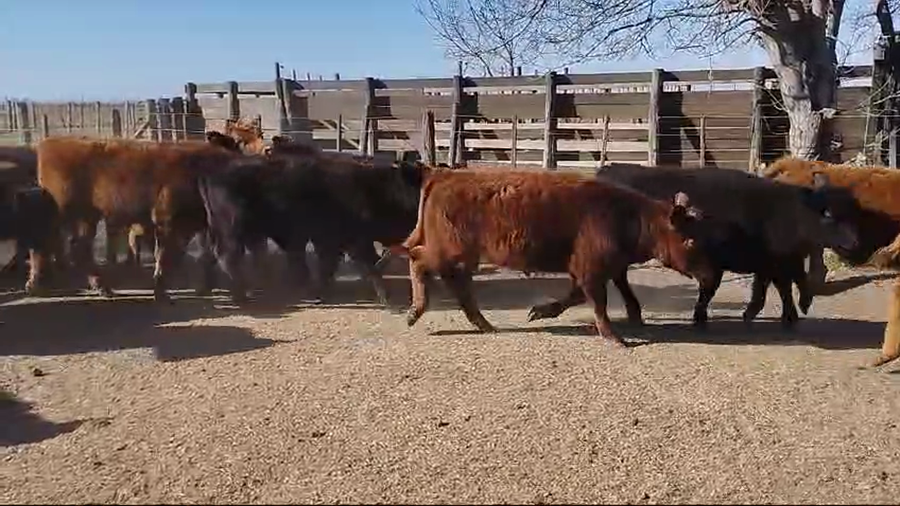 Lote 60 TERNS MACHOS, HENDERSON, PCIA. DE BUENOS AIRES