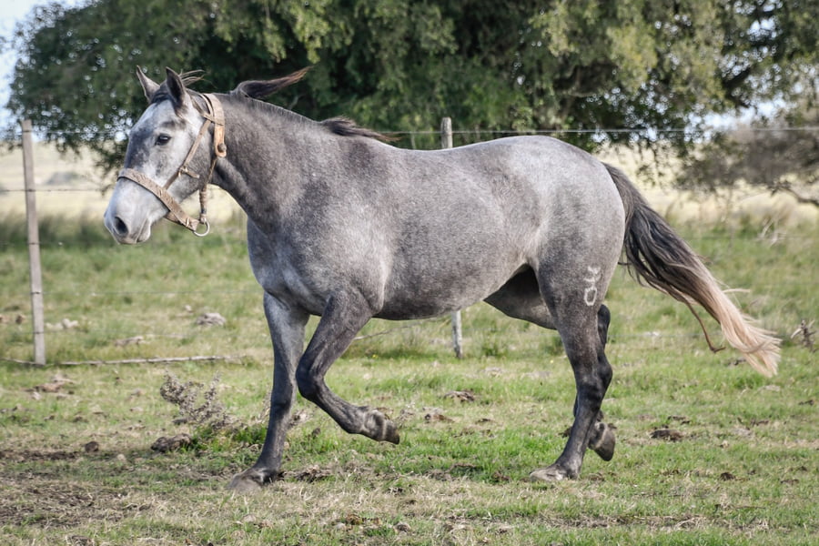 Lote HERA LA FLECHILLA