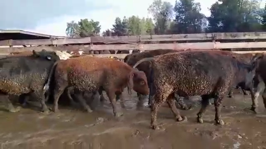 Lote 20 Novillo Gordo en Los Ángeles, VIII Región Biobío