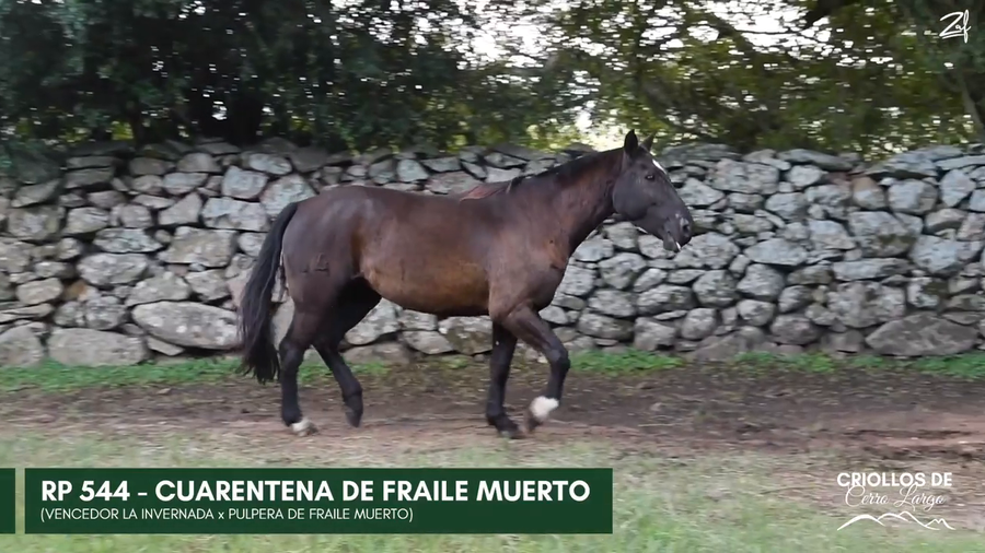 Lote CUARENTENA DE FRAILE MUERTO