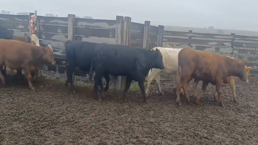 Lote 25 Terneros Cruza a remate en #45 Pantalla Carmelo  190kg -  en Puntas del Sauce