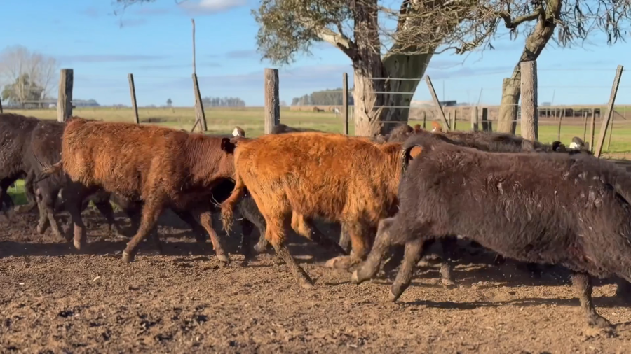 Lote 87 Terneros