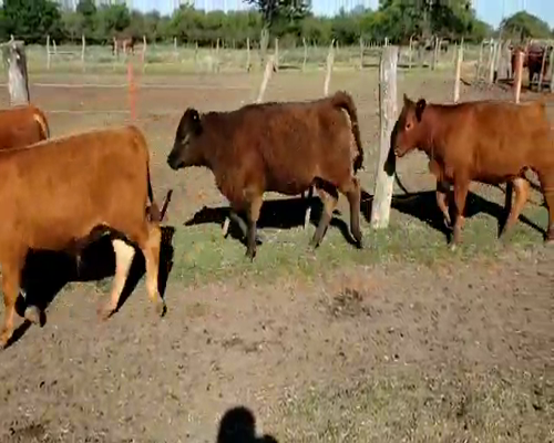 Lote 29 Terneros/as en Entre Ríos, Villaguay