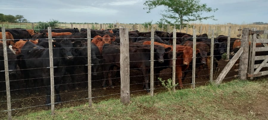 Lote 500 Terneros/as en Buenos Aires, 9 de Julio
